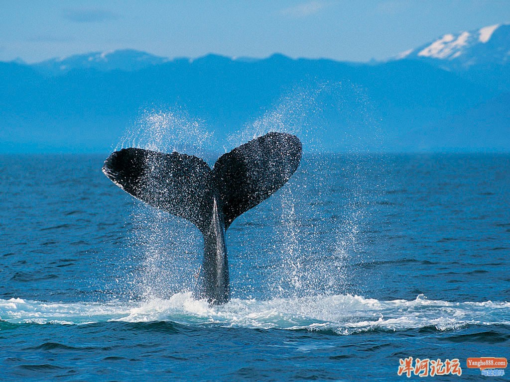 Humpback Whale.jpg