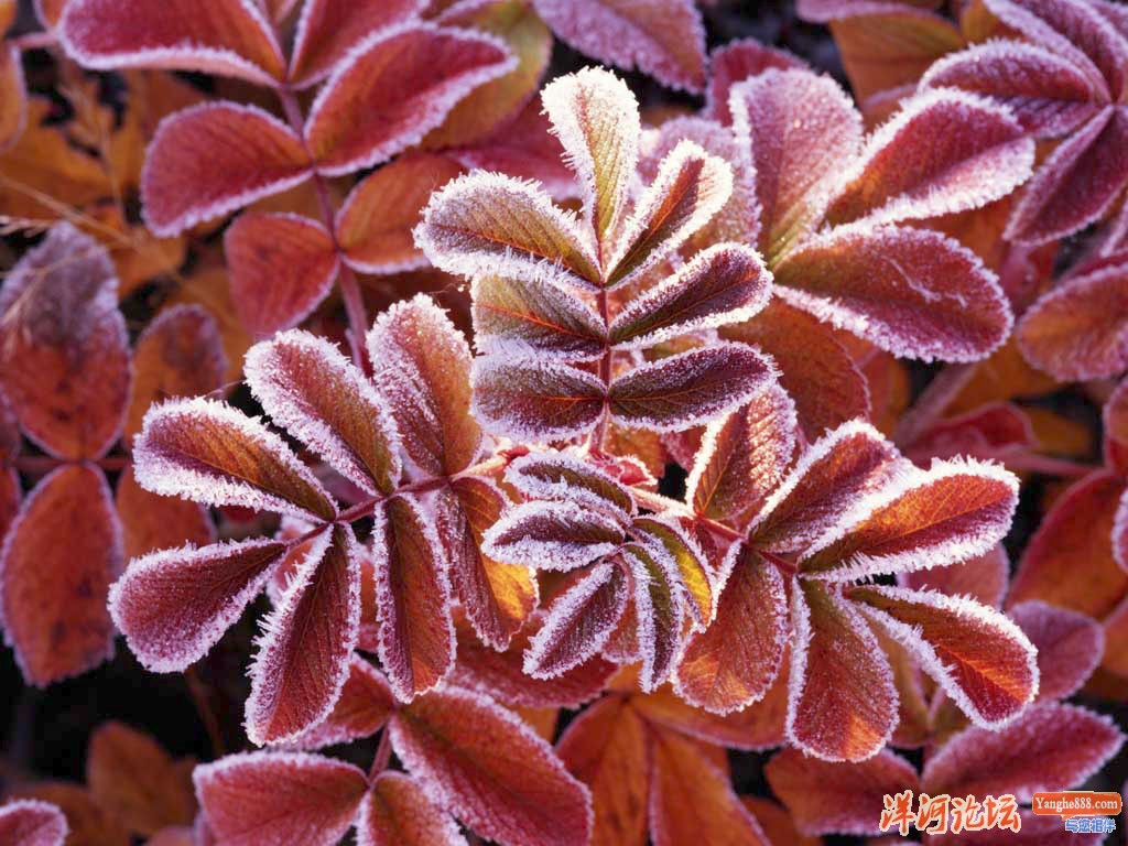 Winter Leaves.jpg