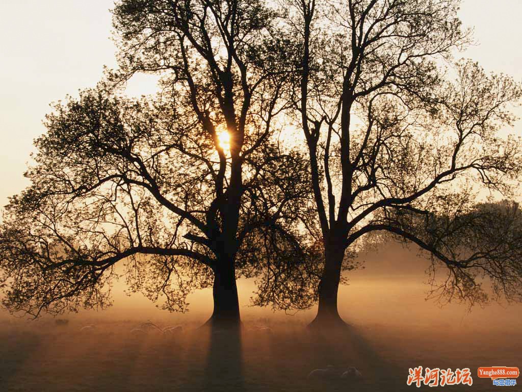 Tree.jpg