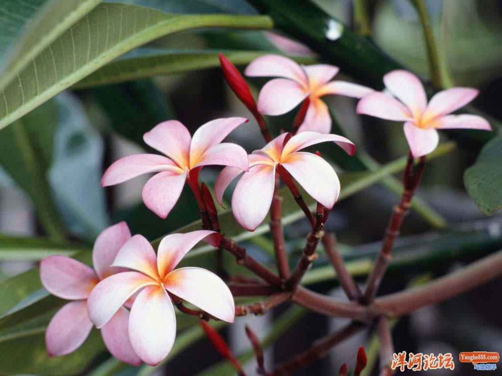 Frangipani Flowers.jpg