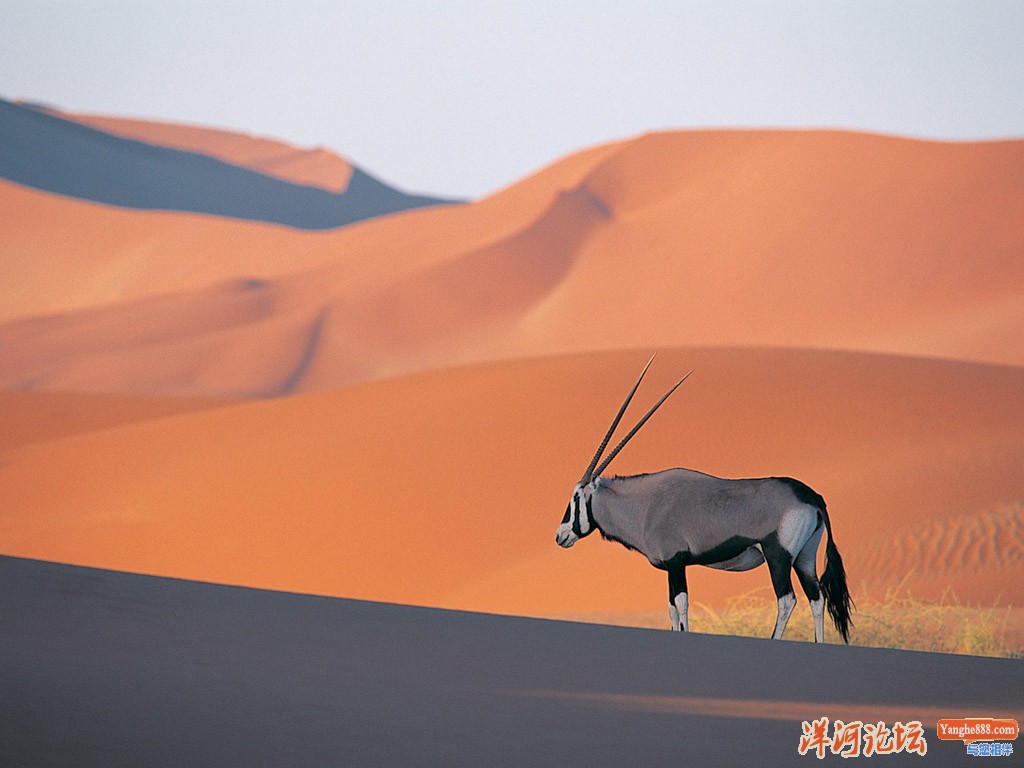 Oryx Antelope.jpg