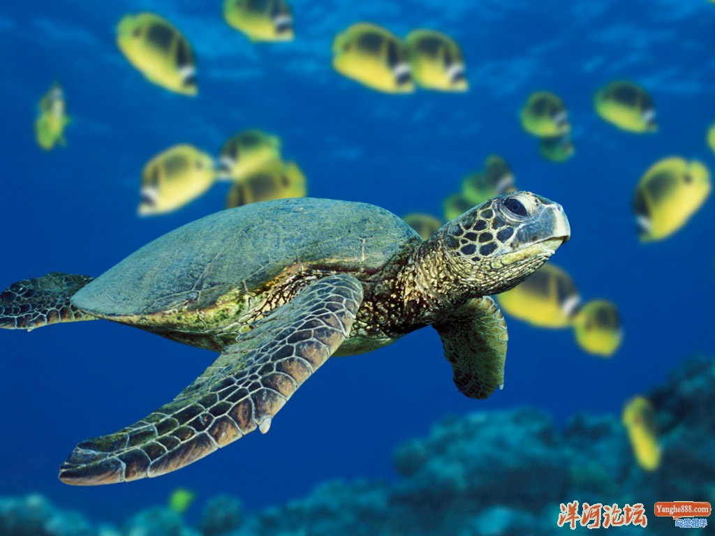 Green Sea Turtle.jpg