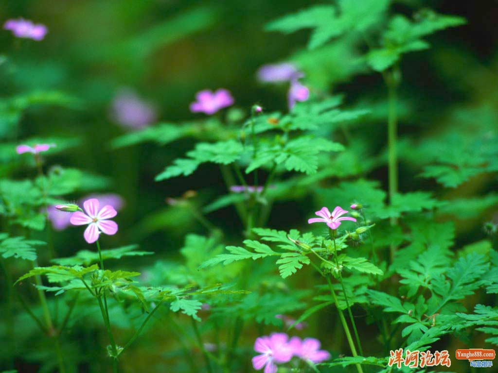 Forest Flowers.jpg