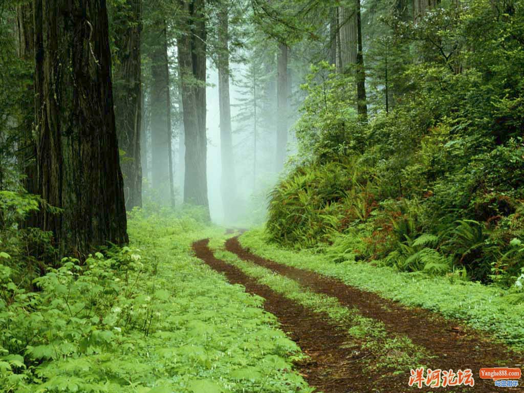 Forest.jpg
