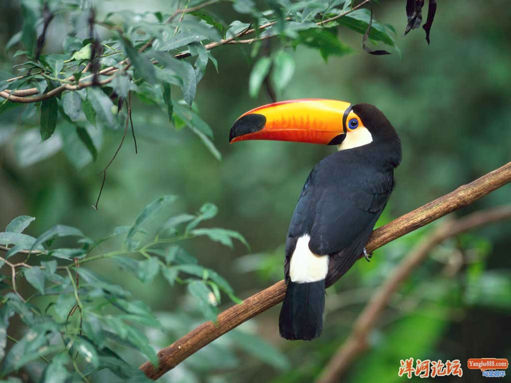 Toco Toucan.jpg