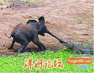 象.PNG