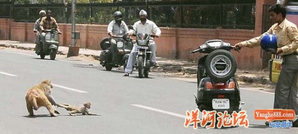 印度街头猴妈妈撕咬野狗救下幼仔01.jpg