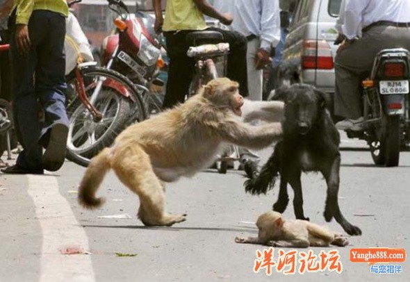 印度街头猴妈妈撕咬野狗救下幼仔02.jpg