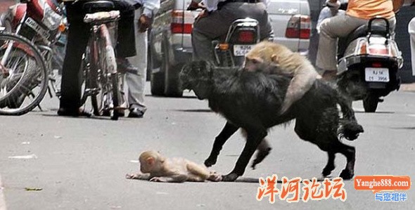 印度街头猴妈妈撕咬野狗救下幼仔03.jpg