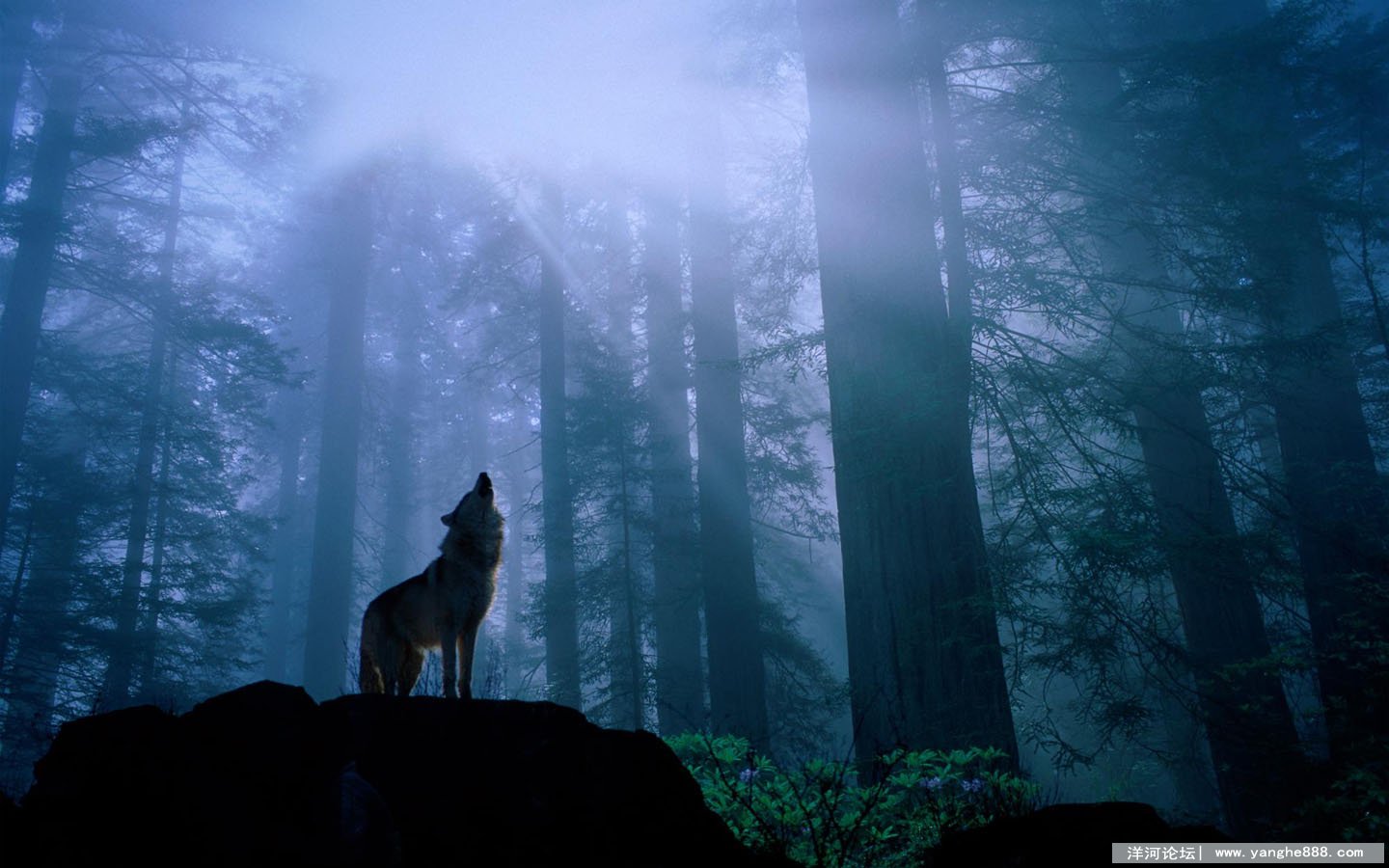 1440x900wolf.jpg