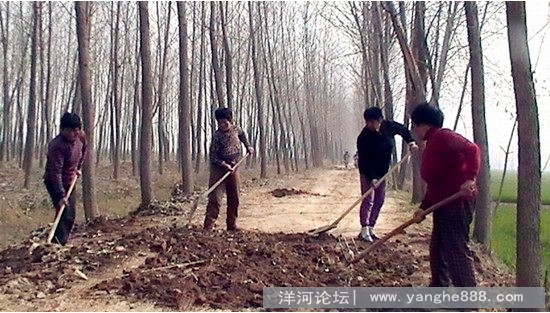 黄庄五组后堤路修路现场上出现了四位特别的“工人”