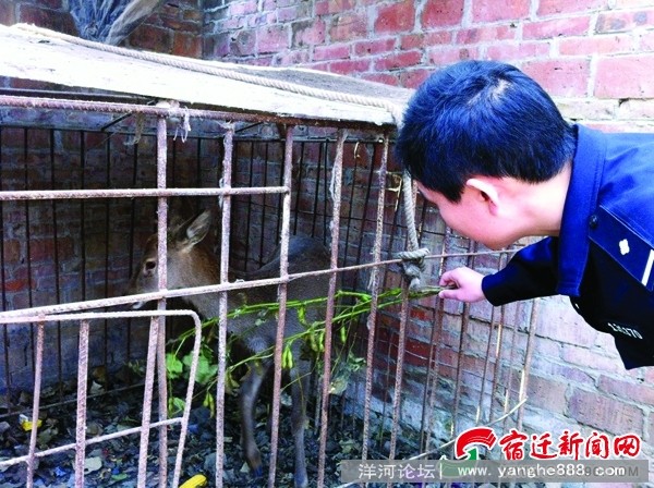 洋河新城玉玺生态园走失一周的梅花鹿回了家