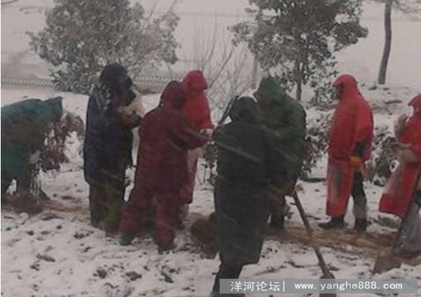 不畏风雪，全力保障新栽苗木安全过冬