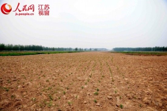 洋河农田遭强征修路后重新盖土还田